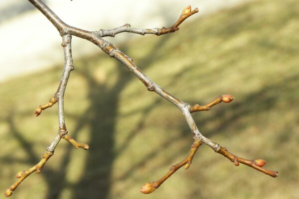 Tilia cordata ′Glenleven′ - Twig and Buds