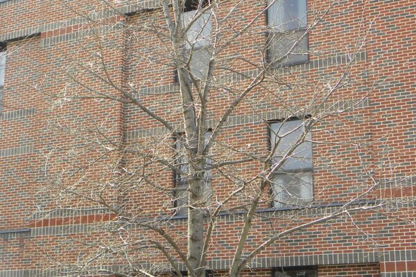 Tilia cordata ′Glenleven′ - Winter Habit