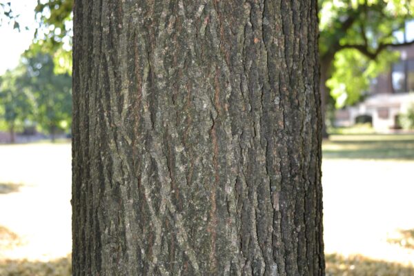 Tilia cordata [sold as Greenspire®] - Bark