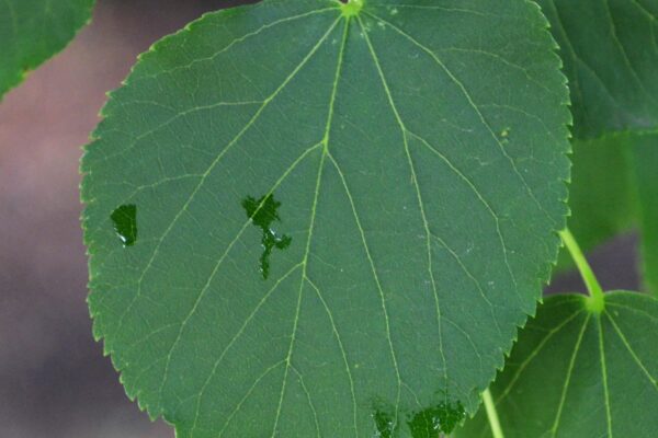 Tilia cordata [sold as Greenspire®] - Leaf