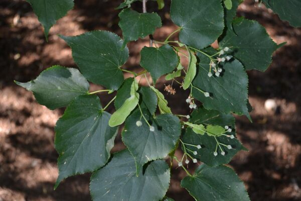 Tilia cordata [sold as Greenspire®] - Fruit