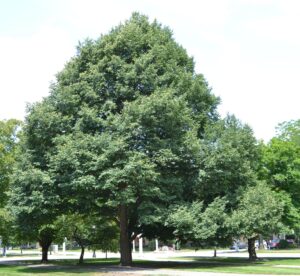 Tilia cordata [sold as Greenspire®] - Overall Habit