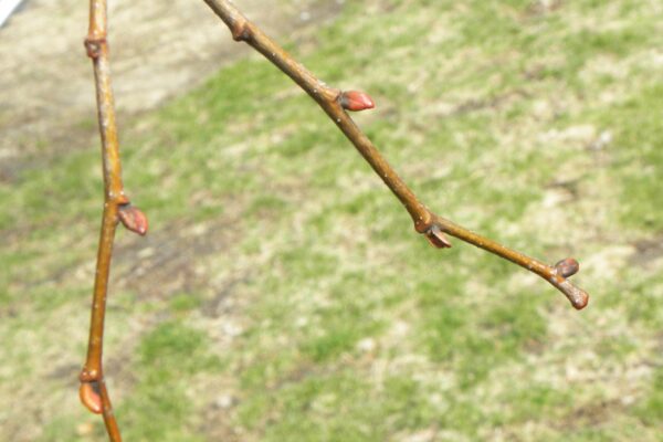 Tilia cordata [sold as Greenspire®] - Fall Color