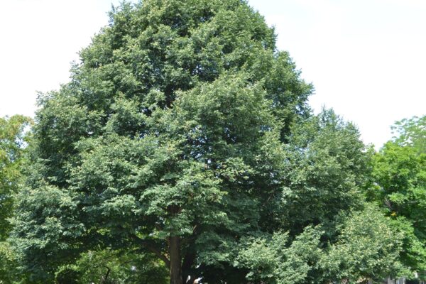 Tilia cordata [sold as Greenspire®] - Overall Habit