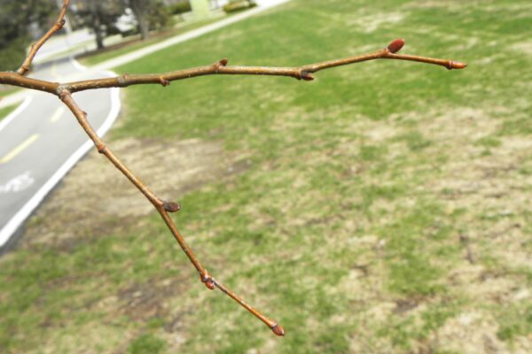 Tilia cordata [sold as Greenspire®] - Winter Habit