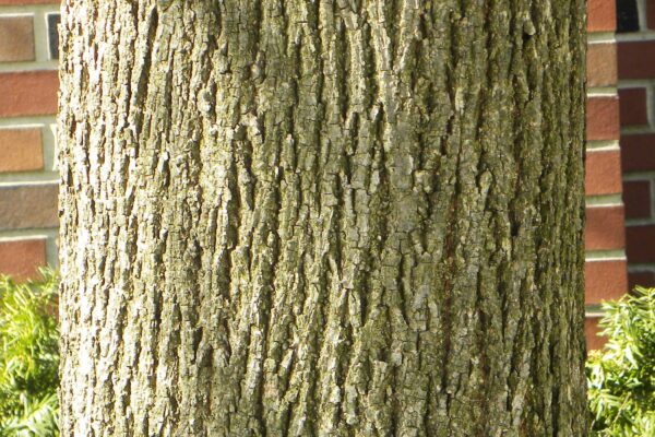 Tilia cordata ′Olympic′ - Bark