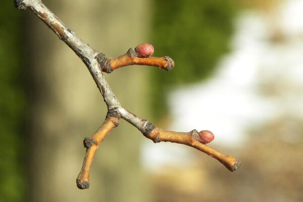 Tilia cordata ′Olympic′ - Bud