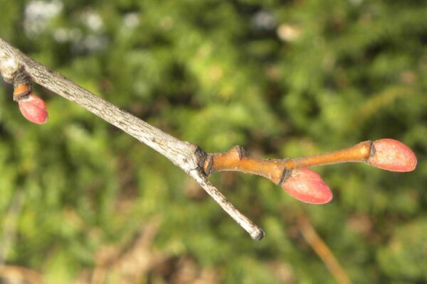 Tilia cordata ′Olympic′ - Bud