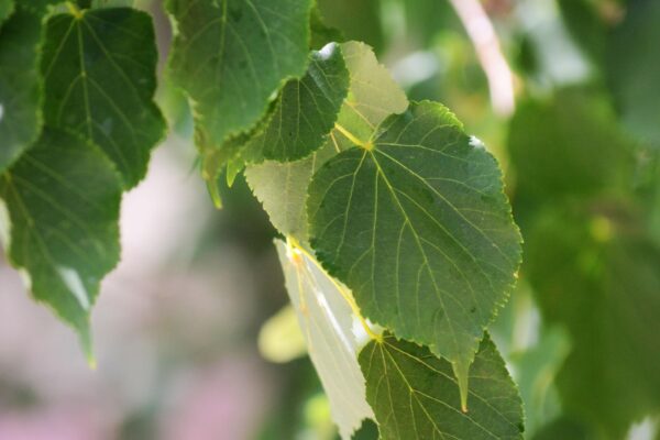 Tilia cordata ′Olympic′ - Leaves