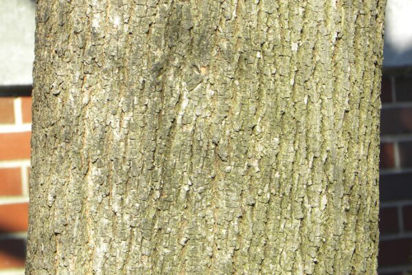 Tilia cordata ′Olympic′ - Bark