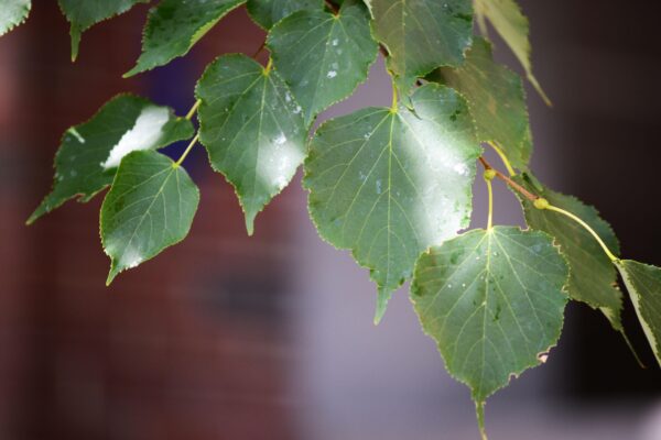 Tilia cordata ′Olympic′ - Leaves