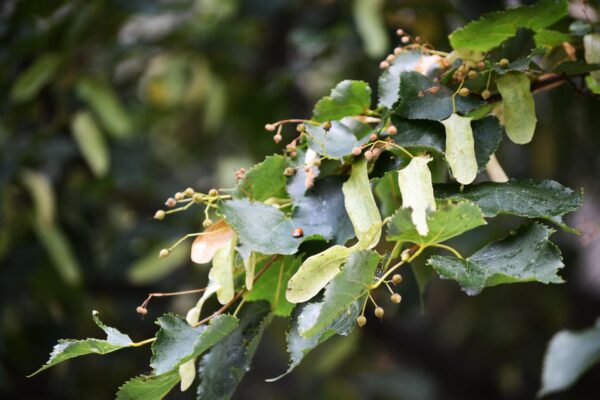 Tilia cordata ′Olympic′ - Fruit