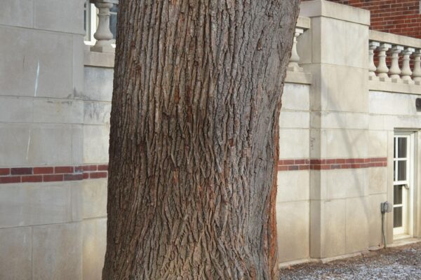 Tilia tomentosa - Bark