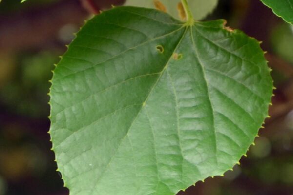 Tilia tomentosa - Leaf
