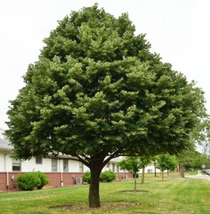 Tilia tomentosa - Overall Habit