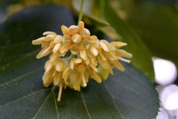 Tilia tomentosa - Flower