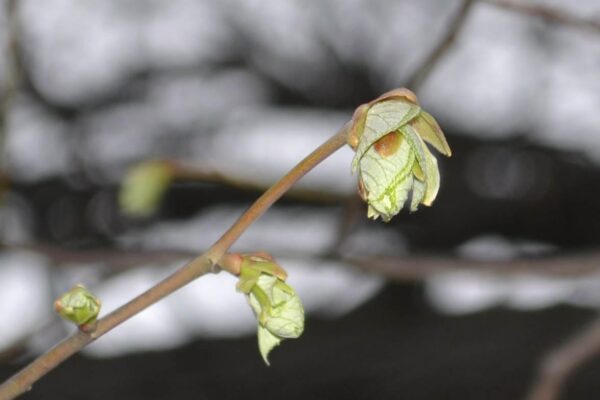 Tilia tomentosa - Emerging Leaf Buds