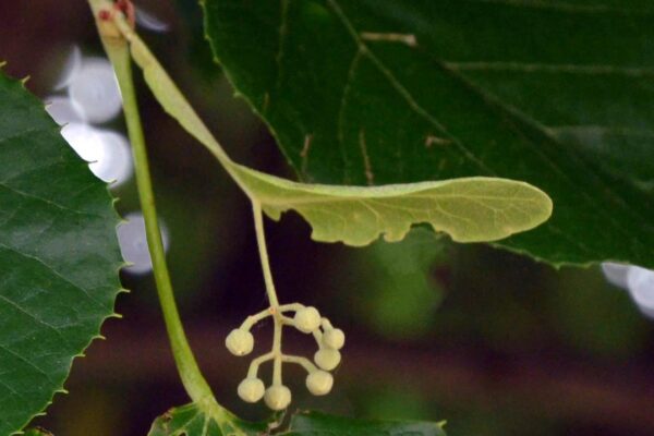 Tilia tomentosa - Bract and Flower Buds