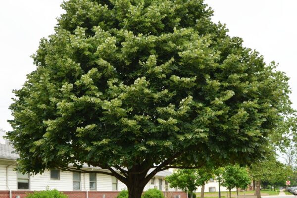 Tilia tomentosa - Overall Habit