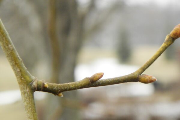 Tilia × euchlora - Buds