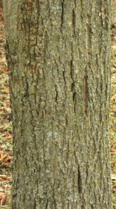 Tilia × euchlora - Bark