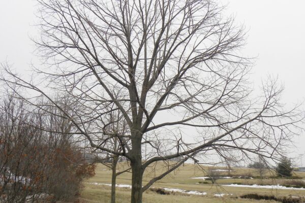 Tilia × euchlora - Winter Habit