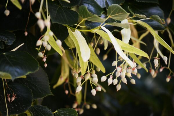 Tilia × euchlora - Fruit