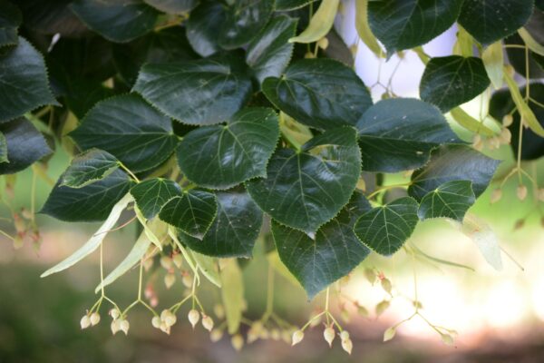 Tilia × euchlora - Foliage and Fruit