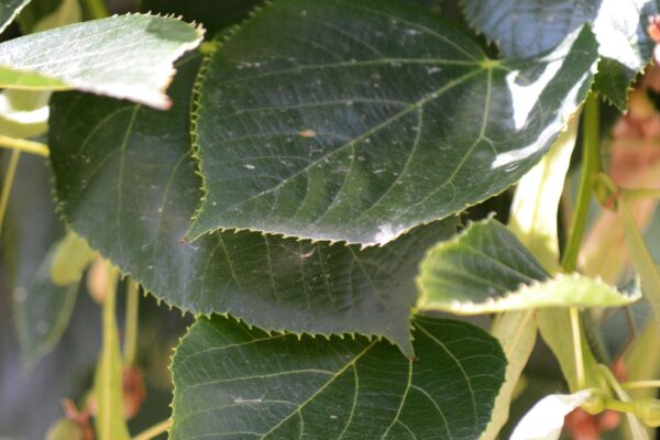 Tilia × euchlora - Leaves
