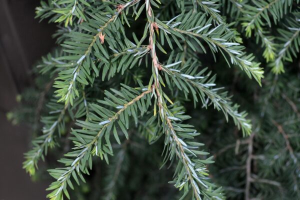 Tsuga canadensis - Needles