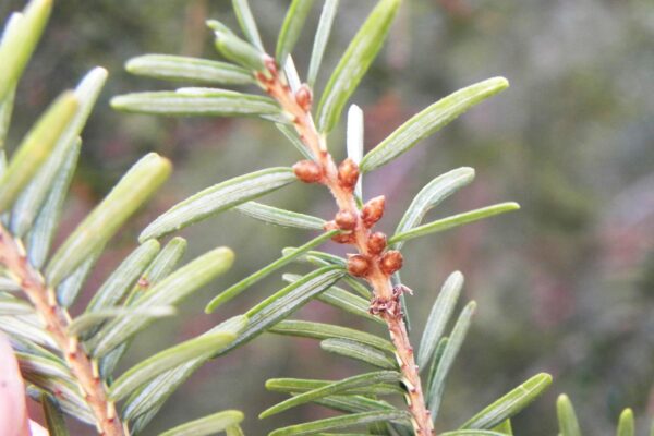 Tsuga canadensis - Buds