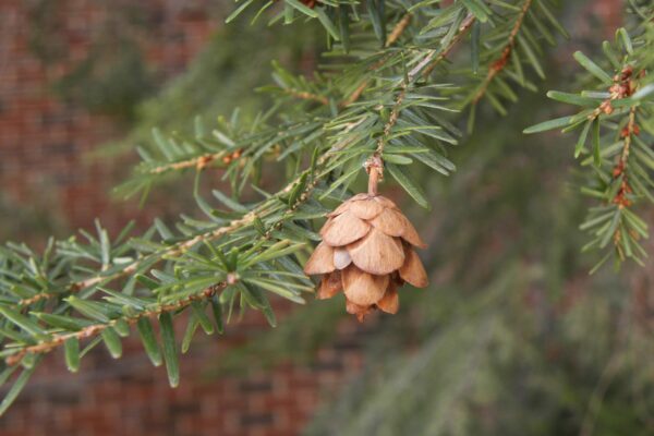 Tsuga canadensis - Foliage and Cone