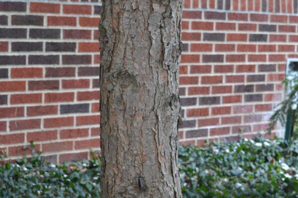 Tsuga canadensis - Bark