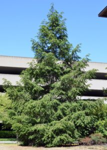 Tsuga canadensis - Overall Tree in Summer