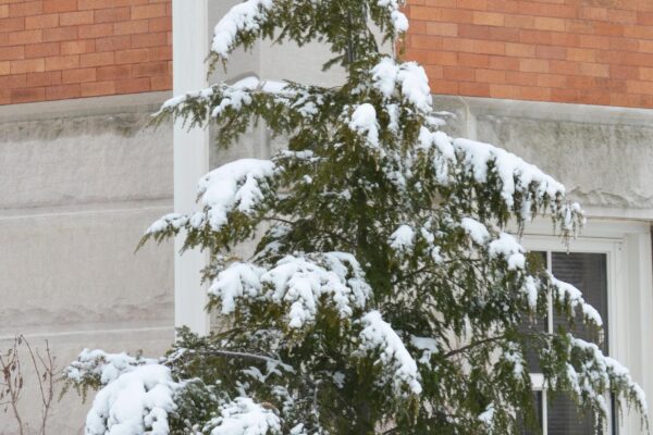 Tsuga canadensis - Winter Interest