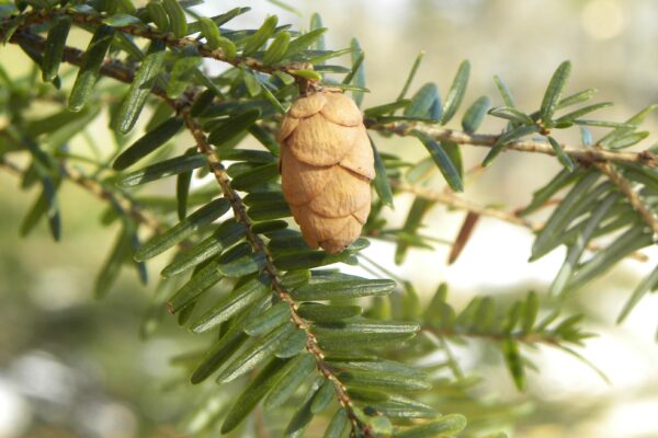 Tsuga canadensis - Cones & Needles