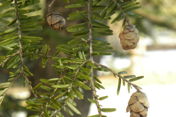 Tsuga canadensis - Cones & Needles