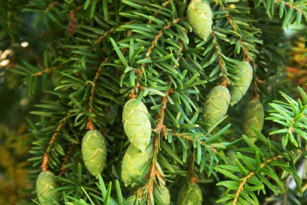 Tsuga canadensis - Immature Cones