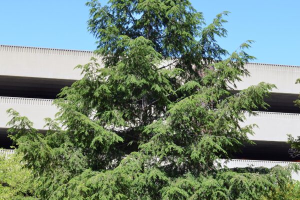 Tsuga canadensis - Overall Tree in Summer