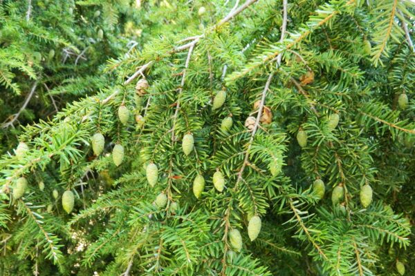 Tsuga canadensis - Needles & Immature Cones