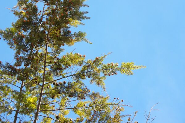 Tsuga canadensis - Canopy with Cones