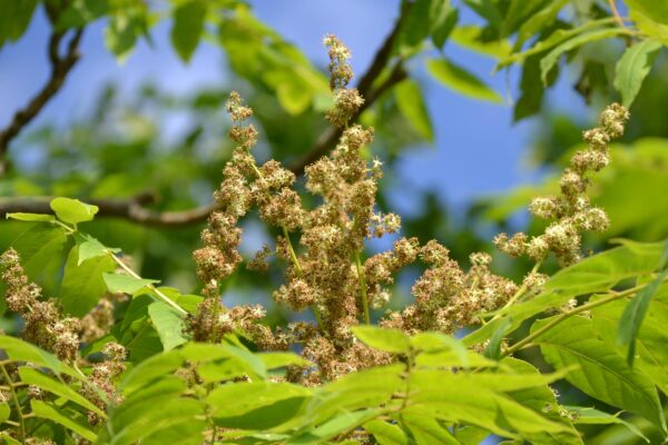 Ailanthus altissima - Flower