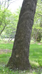 Ailanthus altissima - Bark