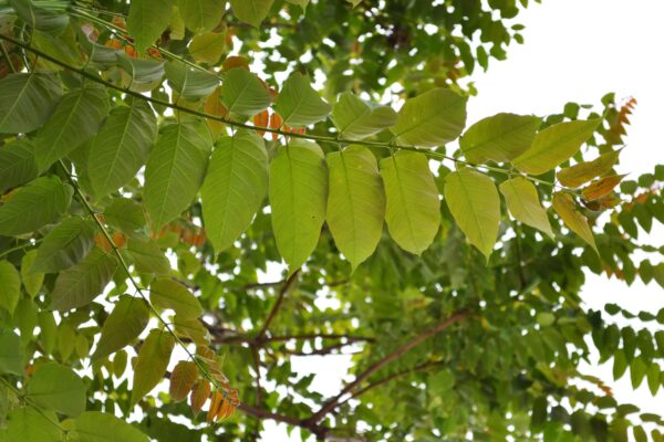 Ailanthus altissima - Foliage