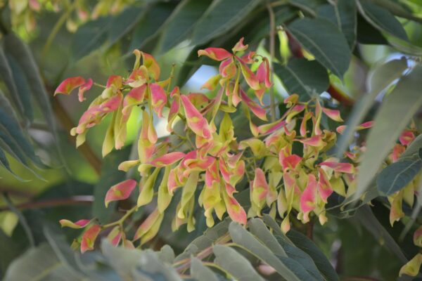 Ailanthus altissima - Fruit