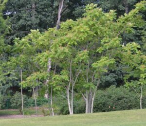 Ailanthus altissima - Overall Habit