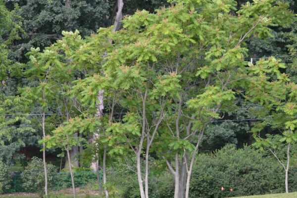 Ailanthus altissima - Overall Habit