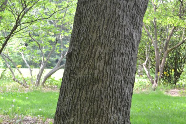Ailanthus altissima - Bark