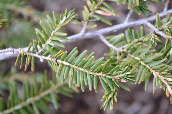 Tsuga canadensis ′Gentsch White′ - Foliage