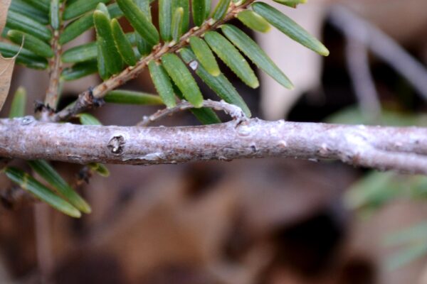 Tsuga canadensis ′Gentsch White′ - Stem